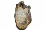 Cut/Polished Theropod Dinosaur (Allosaurus) Vertebra - Utah #360976-7
